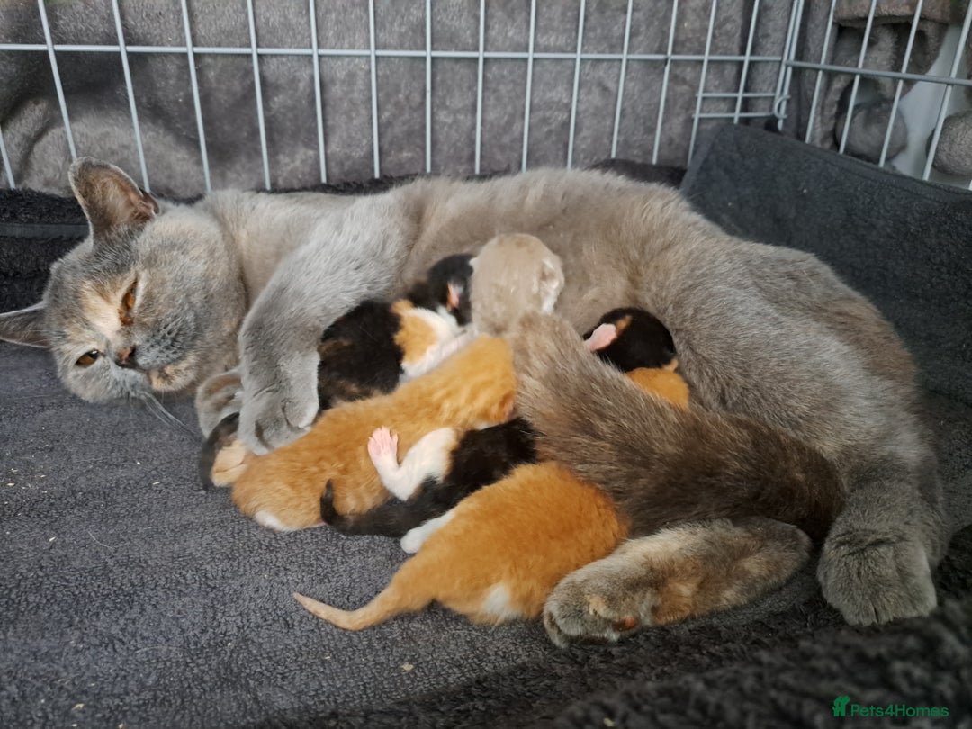 British Shorthair cats for sale: GCCF British shorthair kittens  - Image 4
