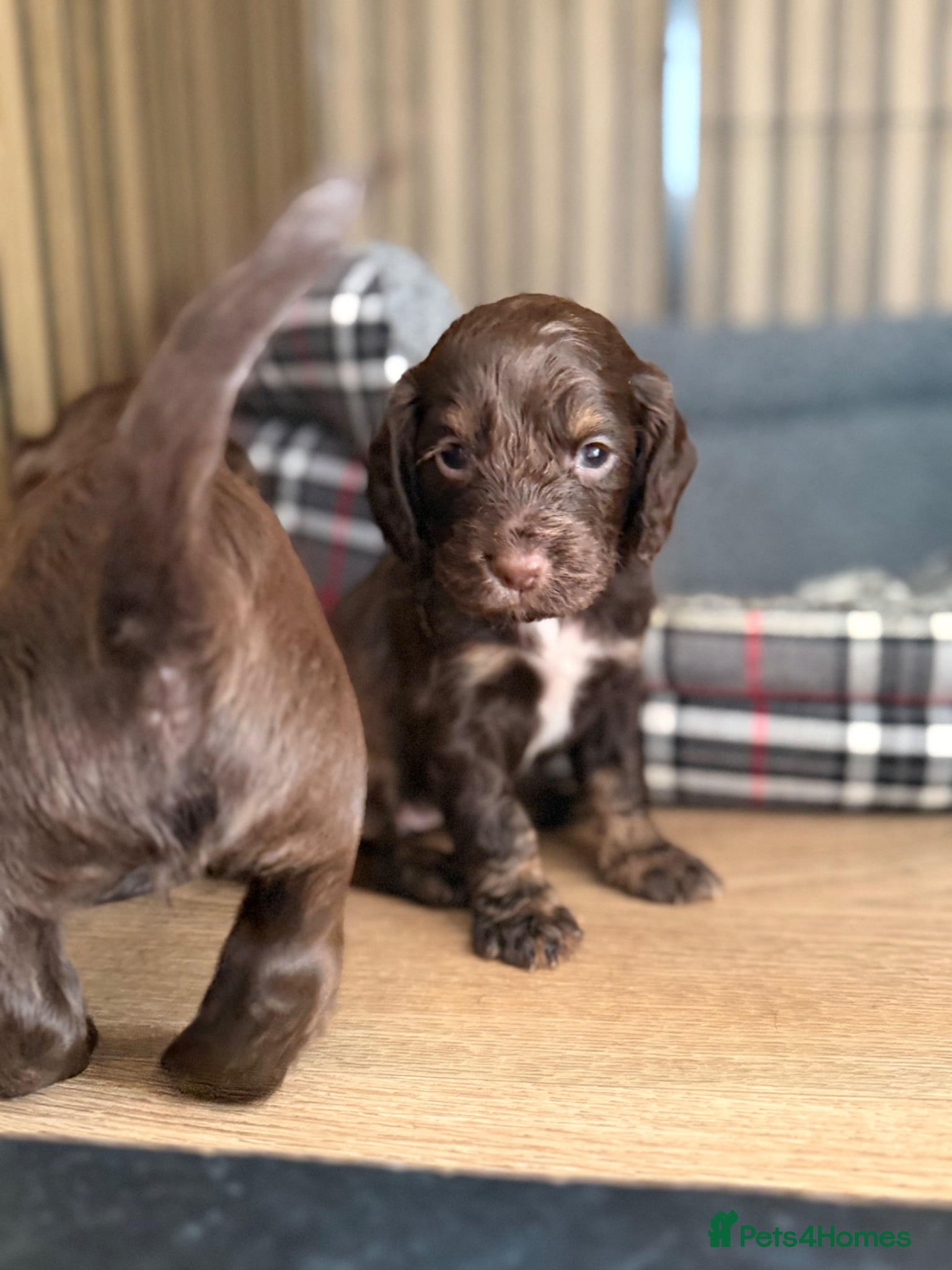 Cocker Spaniel dogs Beautiful Working Cocker Spaniels - Advert 18