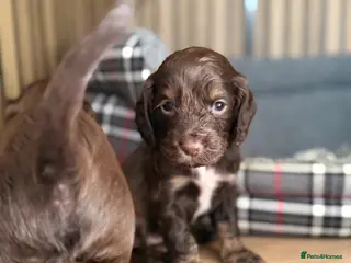 Cocker Spaniel dogs Beautiful Working Cocker Spaniels - Advert 18
