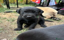 Labrador Retriever dogs for sale: 9 Beautiful Labrador Puppies For Sale  - Image 11