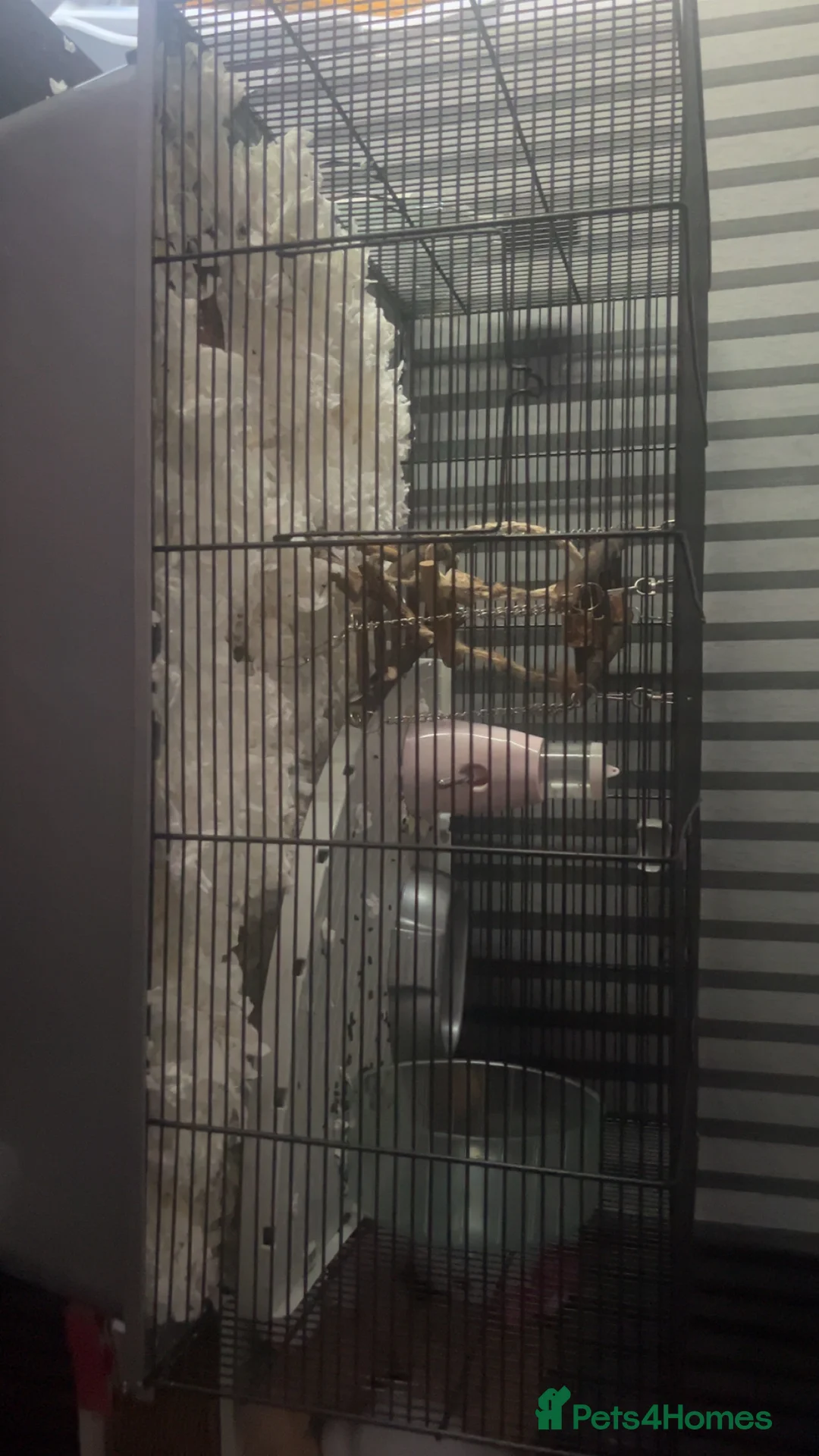 Mouse rodents for sale: 3 baby mice with full setup - Advert 2