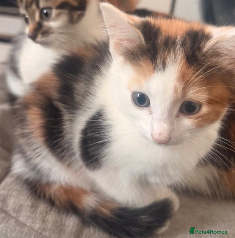 Mixed Breed cats 3 kittens - Advert 1