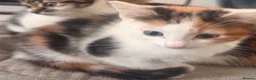 Mixed Breed cats for sale: 3 kittens - Advert 2