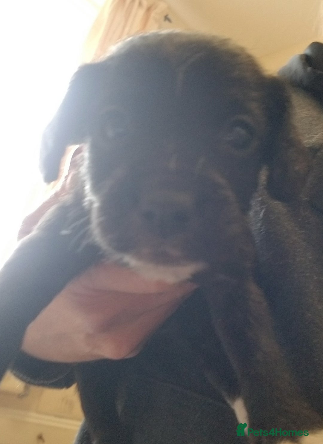 Jackapoo dogs for sale: Jackapoo puppies - Image 22