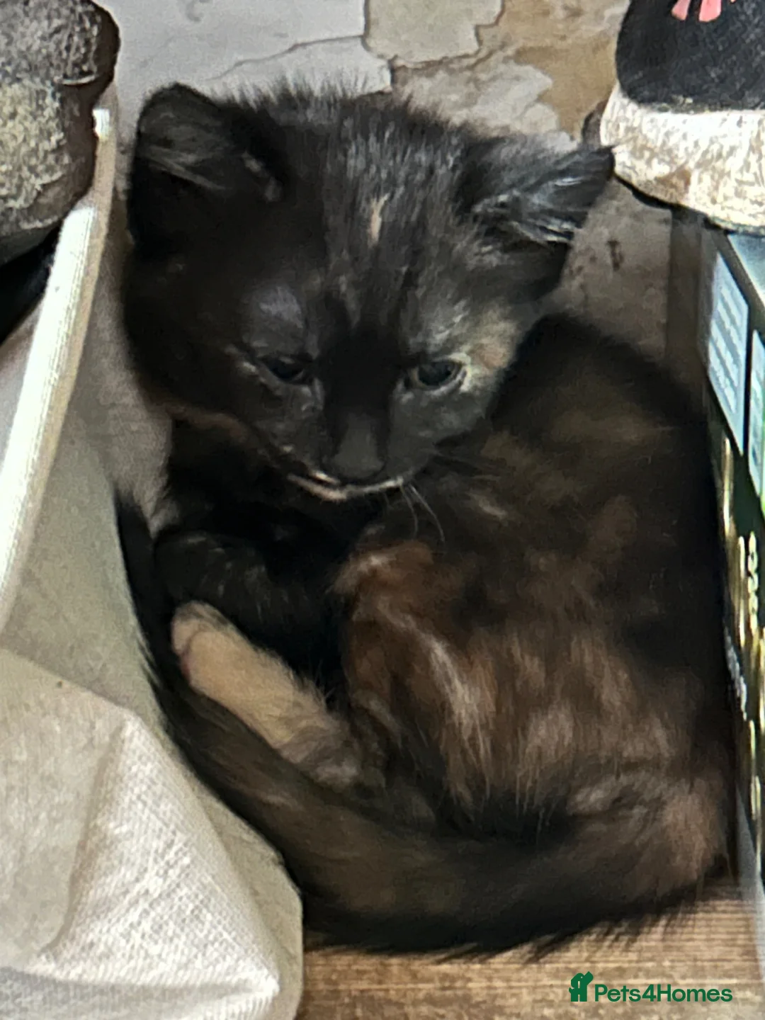 Mixed Breed cats for sale: Lovely mixed litter, ready now.  - Advert 2