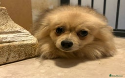 Pomeranian dogs for sale: Lovely mixed grey pomeranian male - Image 6