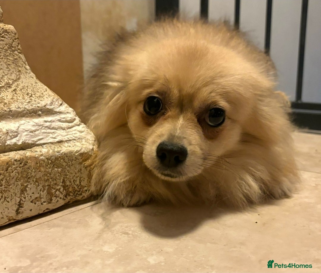 Pomeranian dogs for sale: Lovely mixed grey pomeranian male - Image 6