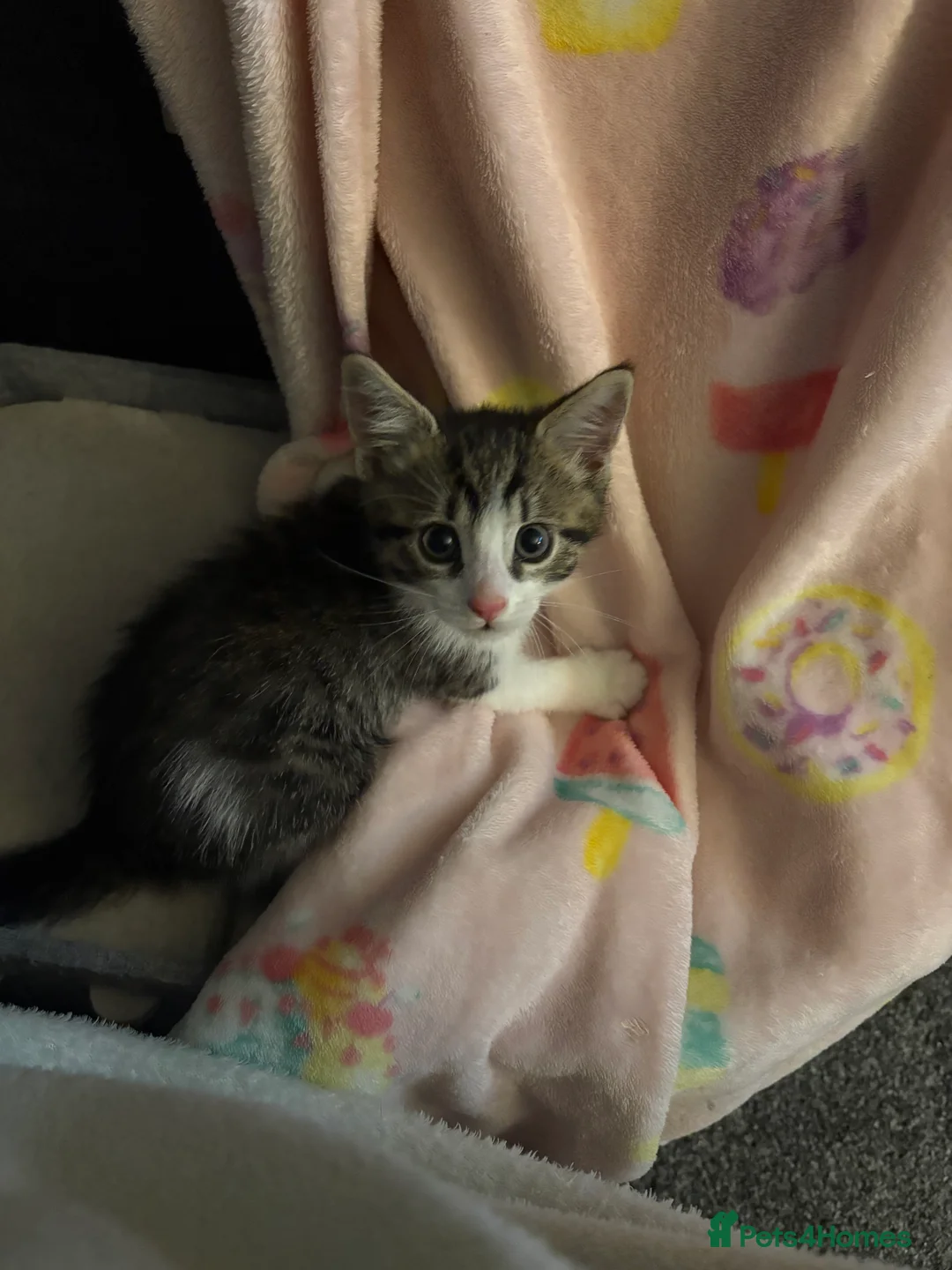 British Longhair cats for sale: Kittens Ready for sale - Advert 2