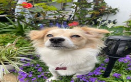 Mixed Breed dogs for stud: Stud available  - Image 1