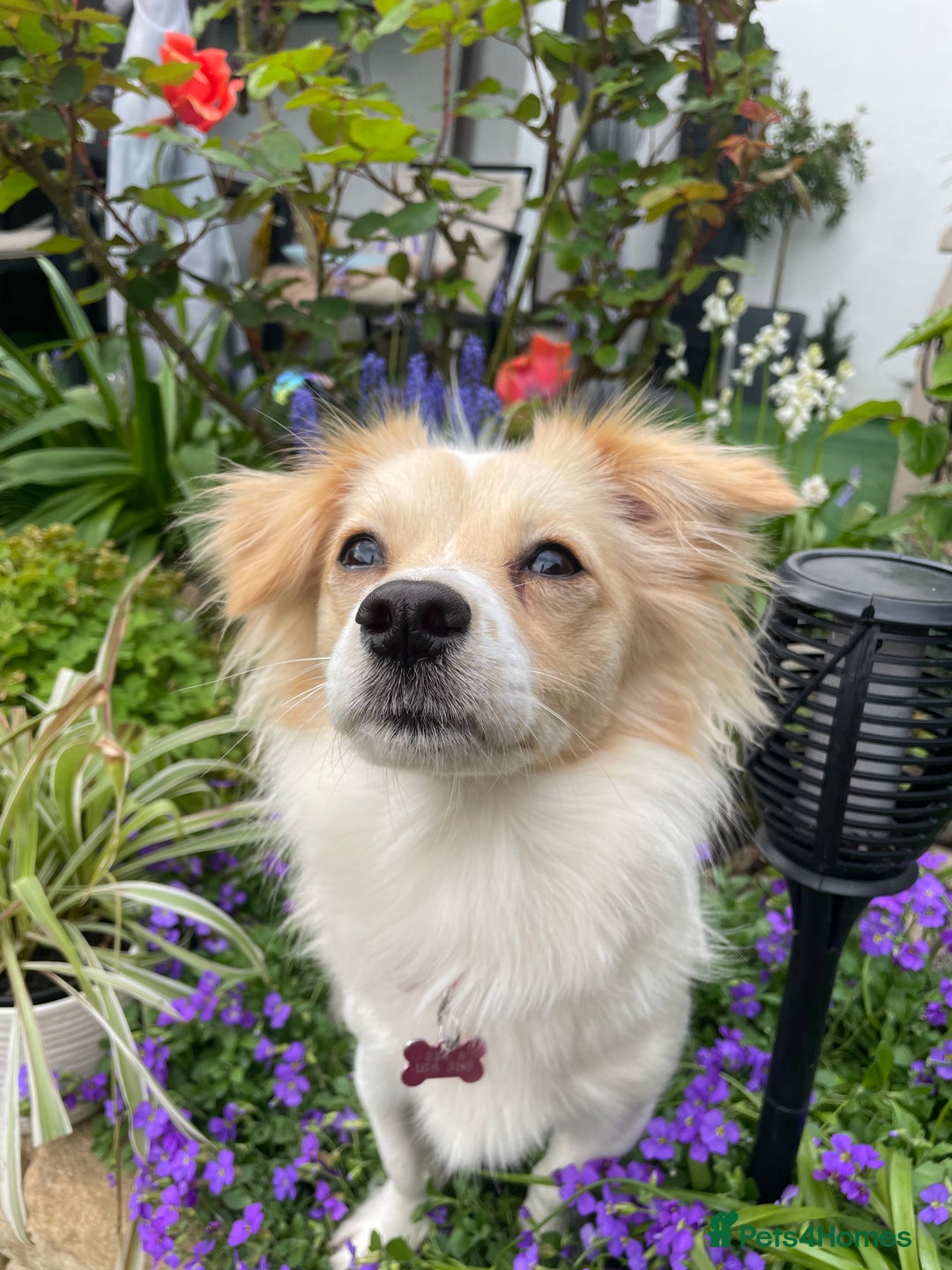 Mixed Breed dogs for stud: Stud available  - Image 1