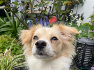 Mixed Breed dogs - Advert 1