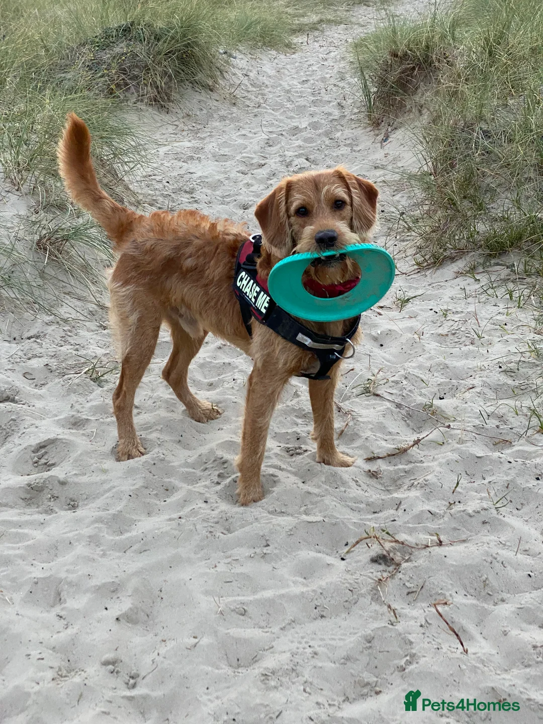 Labradoodle dogs for stud: STUD F1 Labradoodle  in Littlehampton - Advert 5