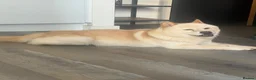 Mixed Breed dogs for sale: Husky and chow chow hybrid 1 year old  - Advert 3