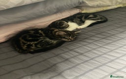 Mixed Breed cats for sale: 2 x 11 week old Female Kittens must go together!  - Image 17