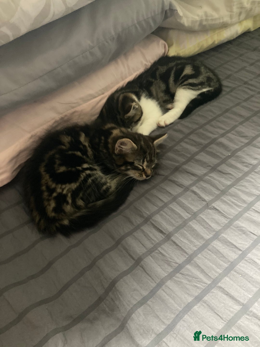 Mixed Breed cats for sale: 2 x 11 week old Female Kittens must go together!  - Image 17