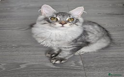 Maine Coon cats for sale: Maine Coon shaded lines - Image 8