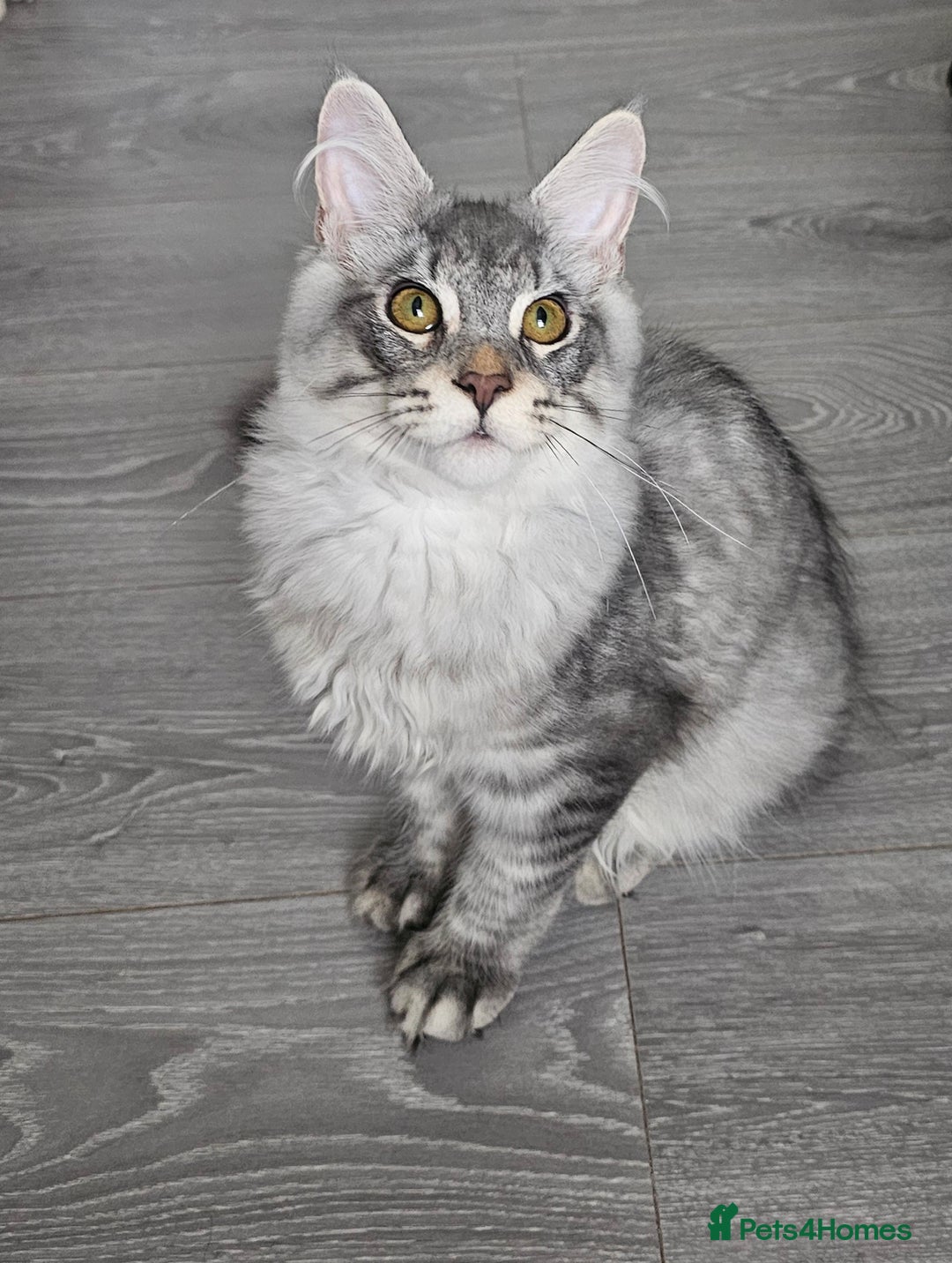 Maine Coon cats for sale: Maine Coon shaded lines - Image 8