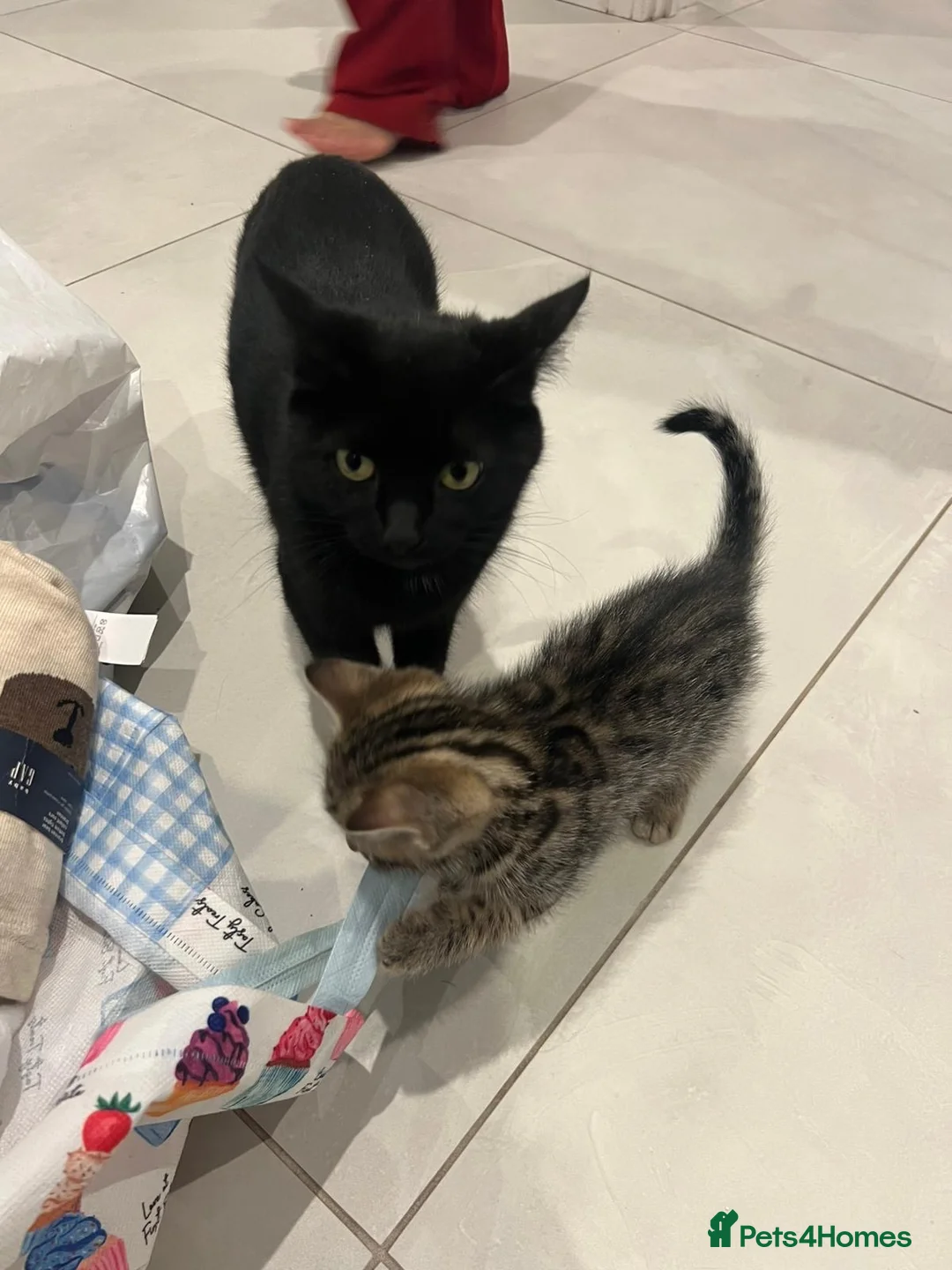 Domestic Shorthair cats for sale: Kittens  **   in Reading - Advert 2
