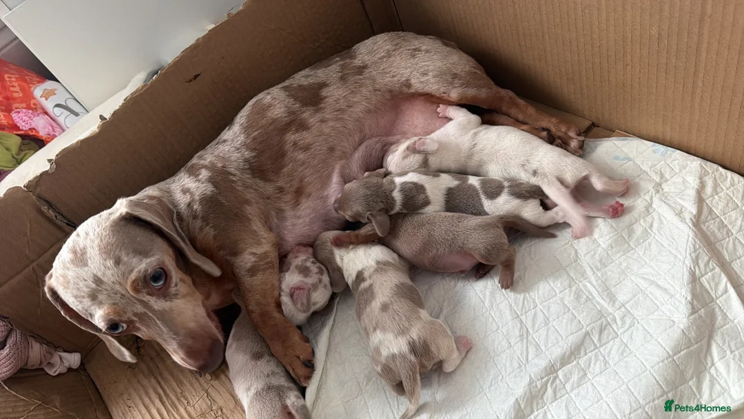 Dachshund dogs for sale: Darla and her babies  in Newport - Advert 1