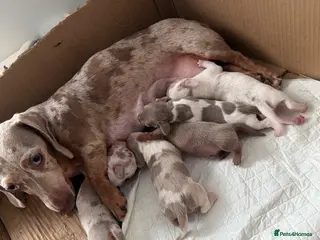 Dachshund dogs Dapples sausage dogs 🌈 🐕 - Advert 11