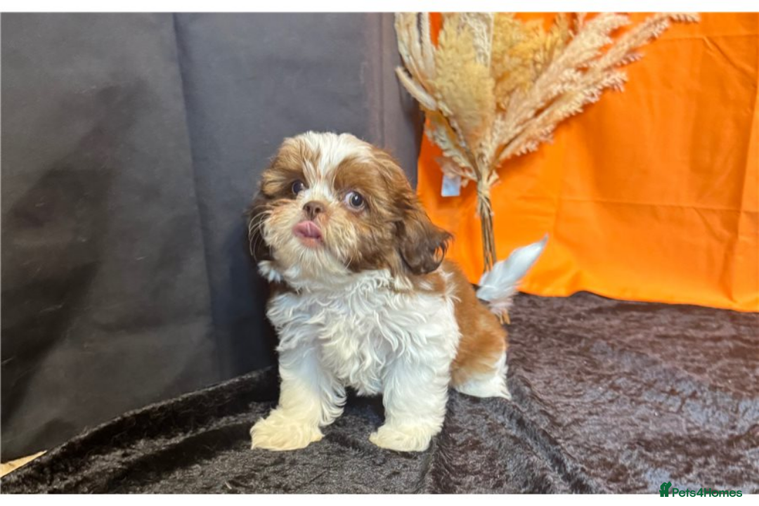 Shih Tzu dogs for sale: Adorable Shih Tzu Puppies – Ready for Loving Homes - Image 13