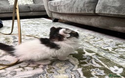 Ragdoll cats for sale: 2 half ragdoll kittens - 1 male 1 female - Image 4