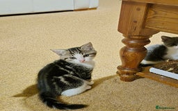 Mixed Breed cats for sale: Tabby male kitten - Image 2