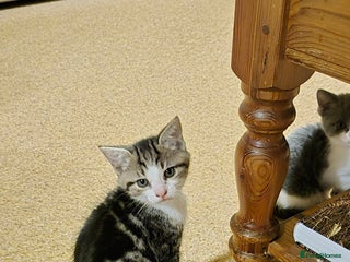 Mixed Breed cats - Advert 28