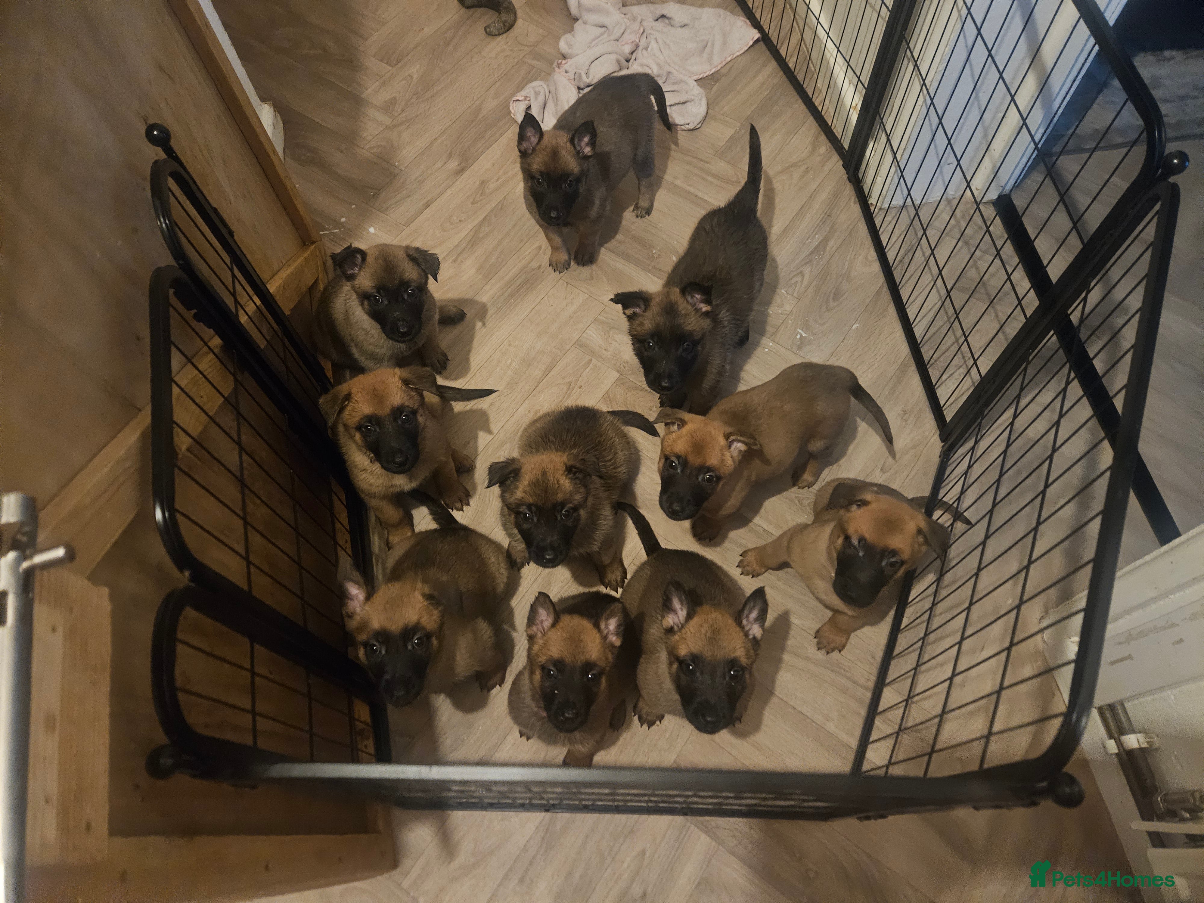 Belgian Shepherd Dog dogs Belgium Malinos shepard puppys - Advert 14