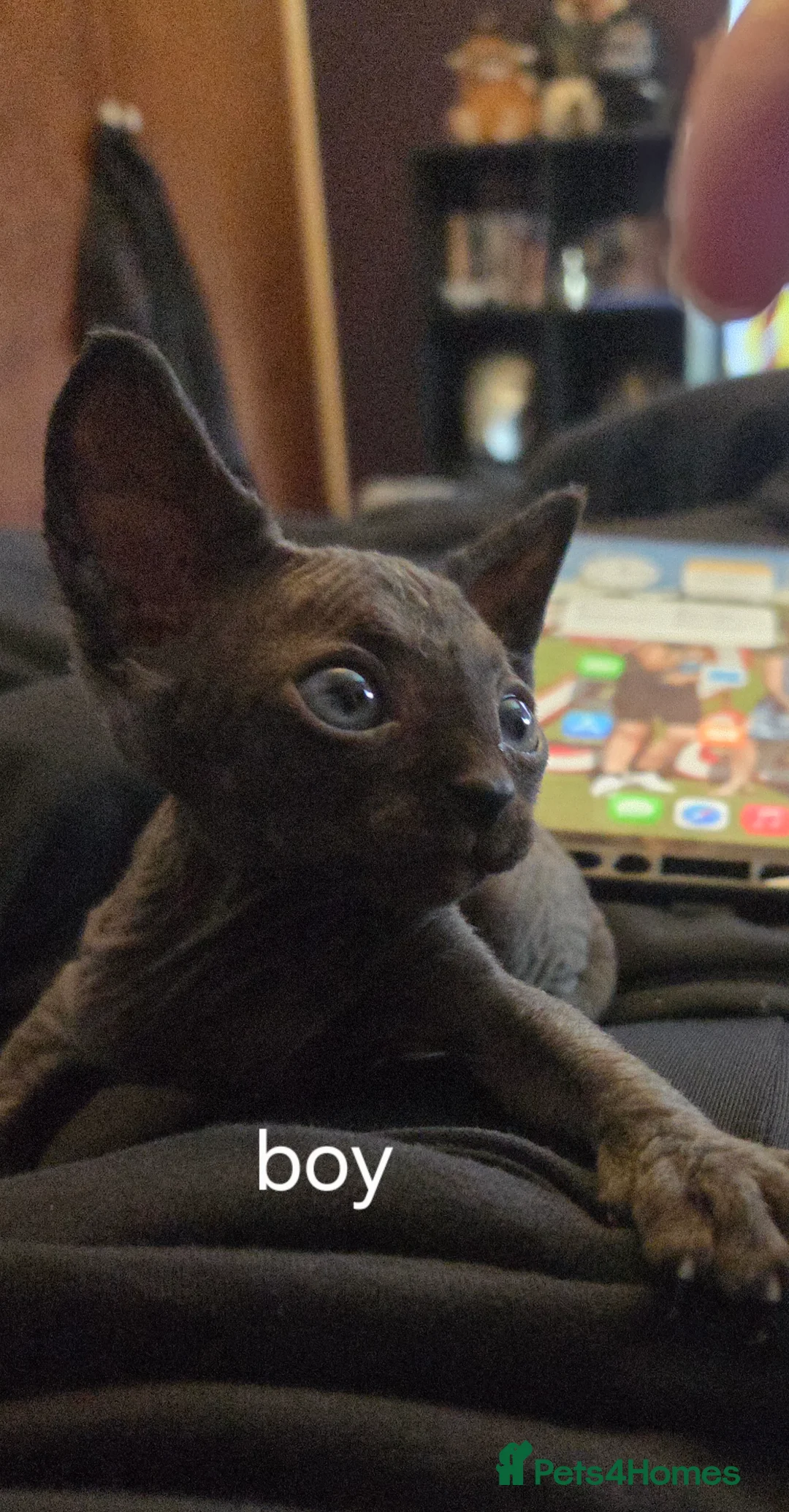 Sphynx cats for sale: Purebreed sphynx kittens  - Advert 7