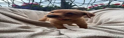 Labrador Retriever dogs for sale: Fox Red Labrador Puppy’s for Sale - Advert 20