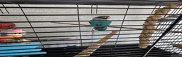 Lovebirds birds for sale: Love birds breeding pairs beautiful birds  - Advert 2