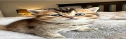 British Shorthair cats for sale: British Shorthair Kittens – Reservation Open - Advert 6