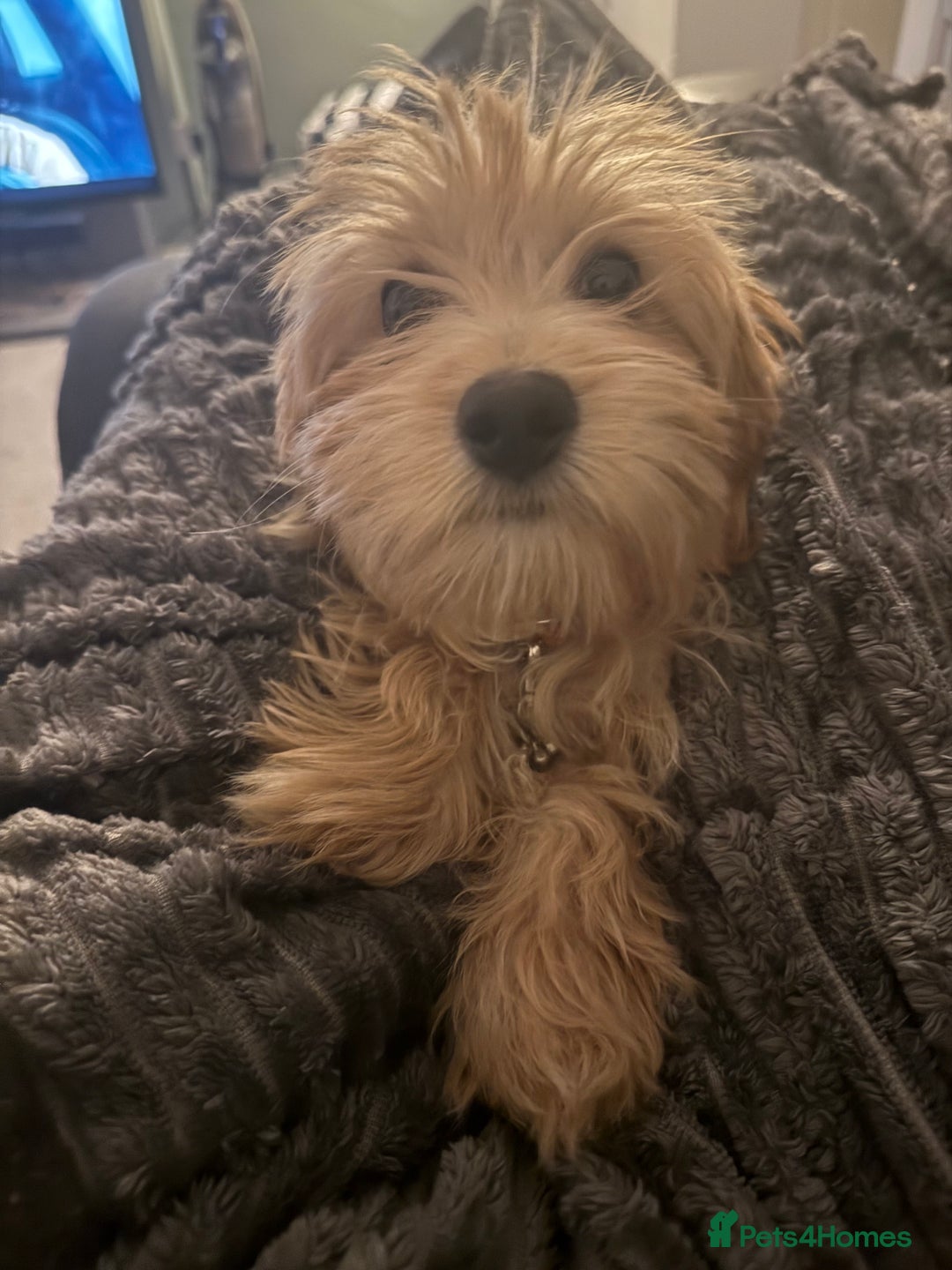 Maltipoo dogs for sale: Looking for her forever home  - Advert 6