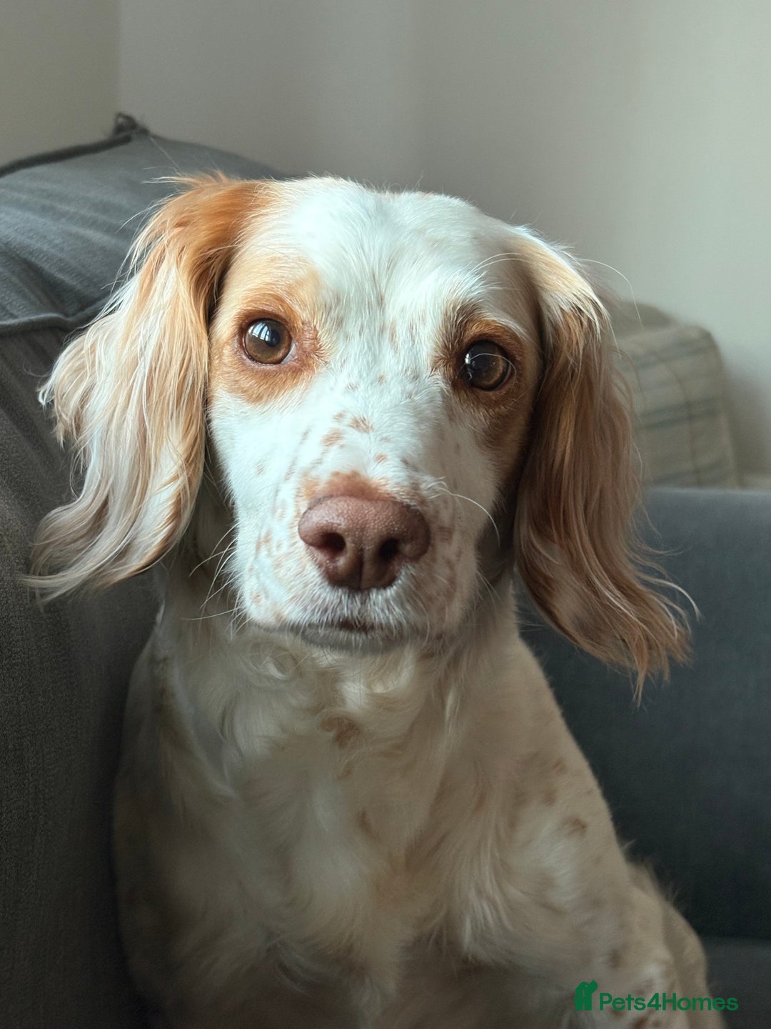 Cocker Spaniel dogs for sale: Cocker Spaniel Puppies  - Image 2