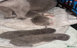 British Shorthair cats for sale: Gorgeous British short hair cross babies  - Image 5
