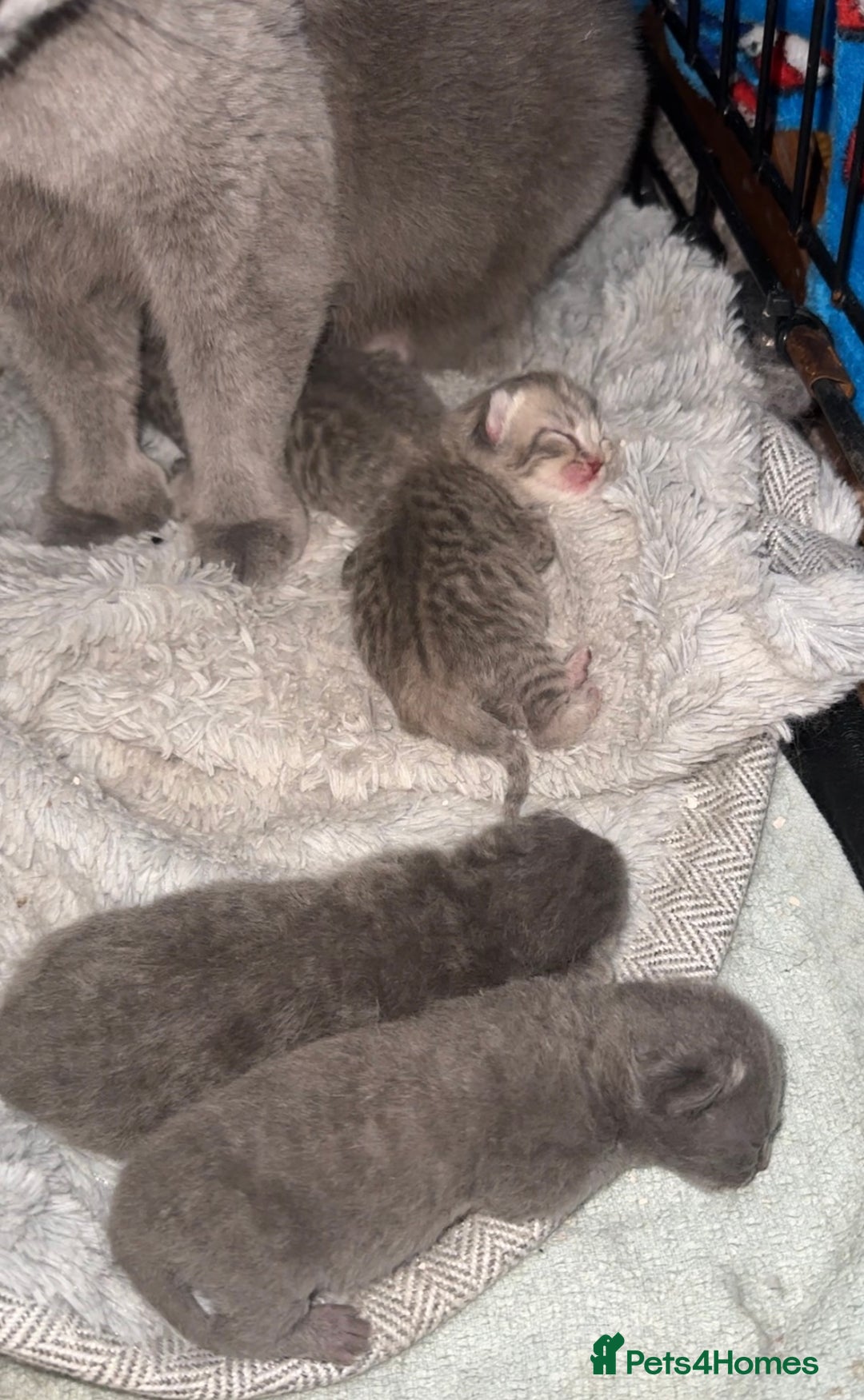 British Shorthair cats for sale: Gorgeous British short hair cross babies  - Image 5