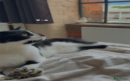 Mixed Breed cats for sale: 10 Month Old Male Kitten - Otis - Image 5