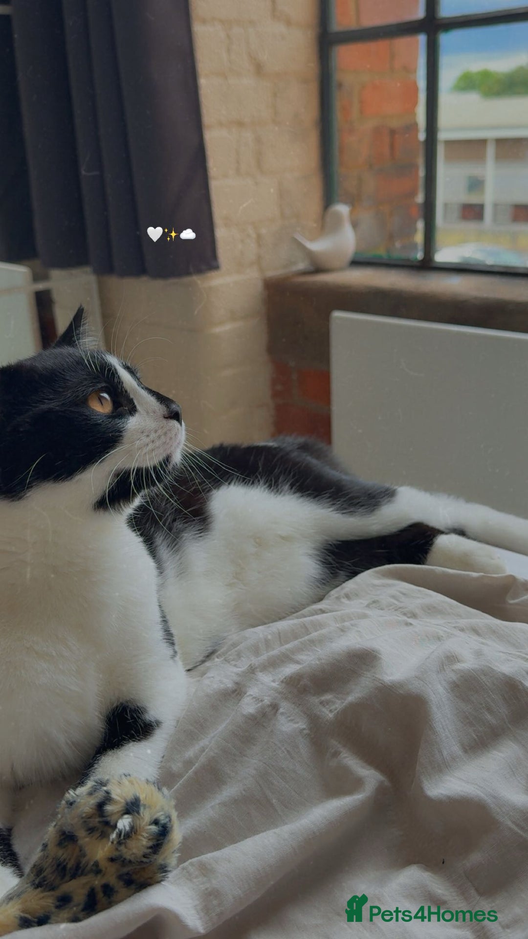 Mixed Breed cats for sale: 10 Month Old Male Kitten - Otis - Image 5