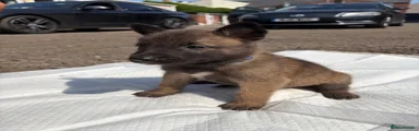 Belgian Shepherd Dog 5