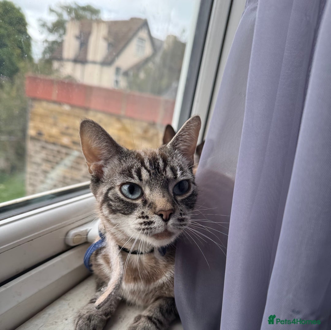 Ragdoll cats for sale: Beautiful Ragdoll Mix Kitten ready for home😻 - Image 1
