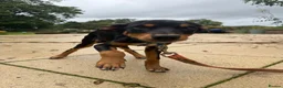 Australian Kelpie dogs for sale: Kelpie Pup in Louth - Advert 4