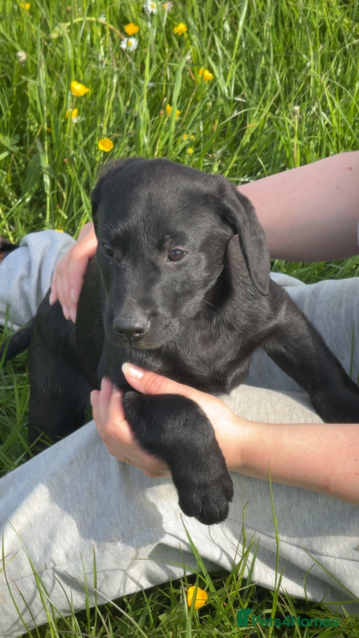 Labrador Retriever dogs Kc black Labrador puppies  - Advert 2