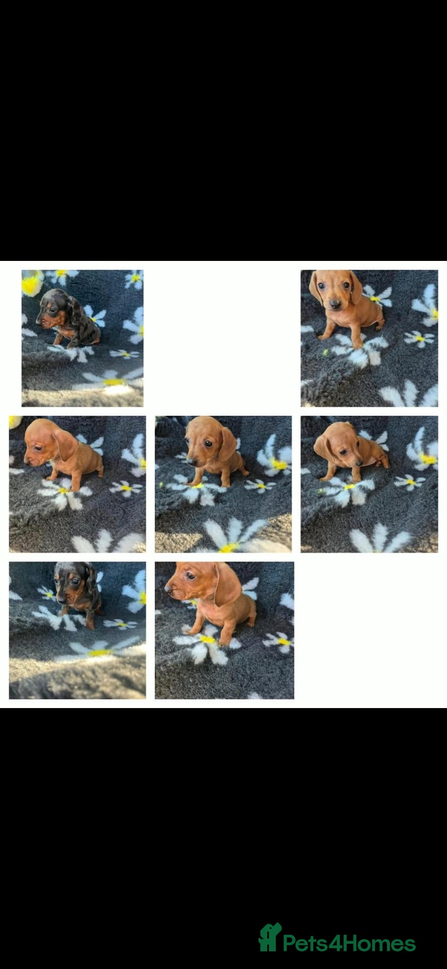 Miniature Dachshund dogs for sale: Dachsund puppies ready end of oct  - Advert 1