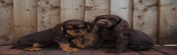Cocker Spaniel dogs for sale: Superb working cocker spaniels liver and tan males - Advert 5