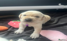 Labrador Retriever dogs for sale: Top Pedigree Labrador retriever puppies - Image 4