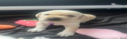 Labrador Retriever dogs for sale: Gorgeous, chunky pedigree Labrador puppy - Advert 22
