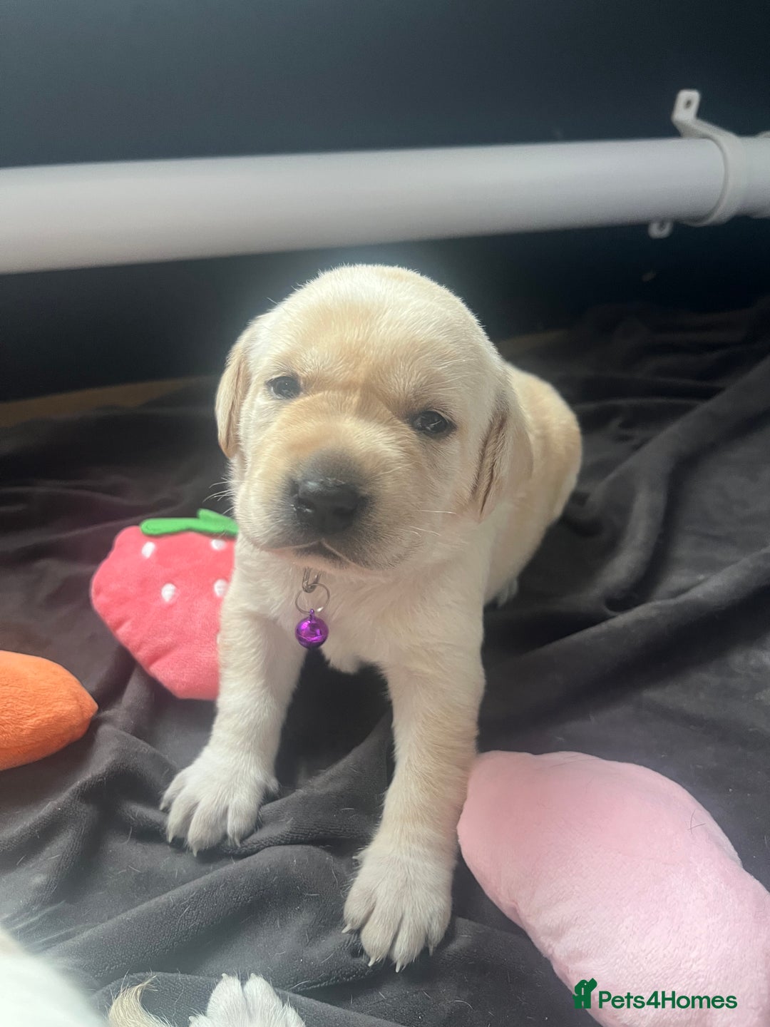 Labrador Retriever dogs for sale: Top Pedigree Labrador retriever puppies - Image 4
