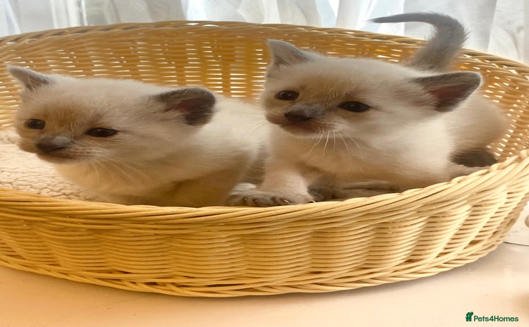 Siamese cats - Advert 4