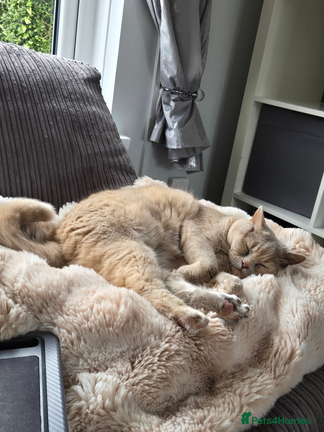 British Shorthair cats for sale: Beautiful British Shorthair - Advert 3